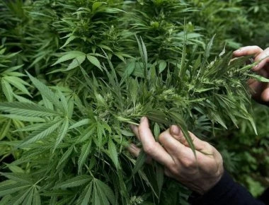 Kυβέρνηση: Και οι απλοί αγρότες θα μπορούν να καλλιεργούν βιομηχανική κάνναβη